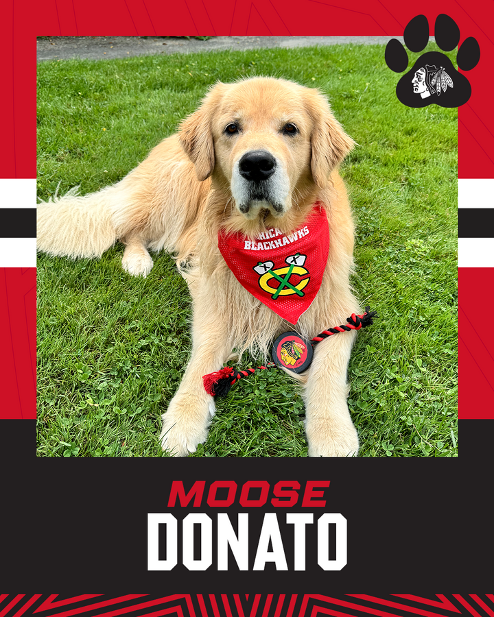 Chicago Blackhawks Reversible Pet Bandana